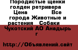 Породистые щенки голден ретривера › Цена ­ 25 000 - Все города Животные и растения » Собаки   . Чукотский АО,Анадырь г.